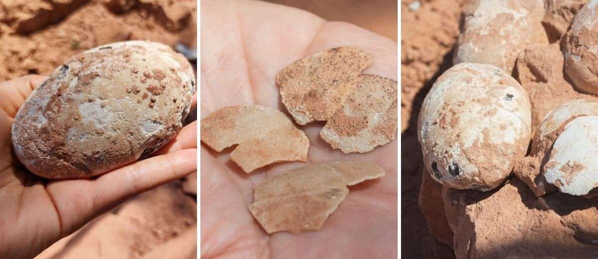 Investigadores encontraron 5 huevos fosilizados de dinosaurios de hace más de 60 millones de años en Brasil