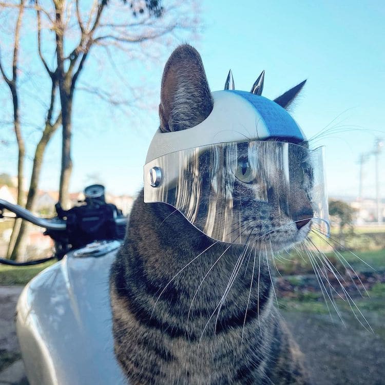 image cascos impresos en 3D Este hombre amante de los animales crea tiernos cascos impresos en 3D para su gato 3