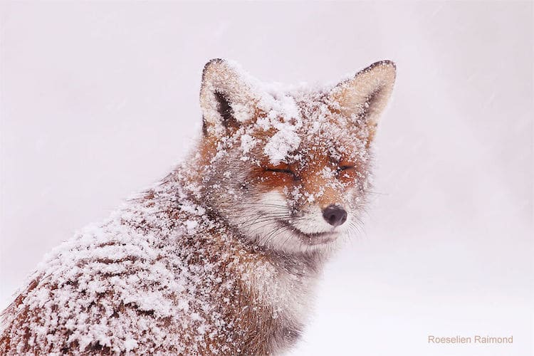 Fotógrafa neerlandesa registra encantadoras imágenes de zorros rojos disfrutando del clima invernal