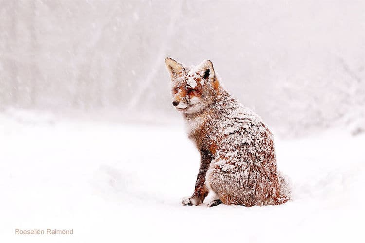 image zorros rojos Fotografa neerlandesa registra encantadoras imagenes de zorros rojos disfrutando del clima invernal 2