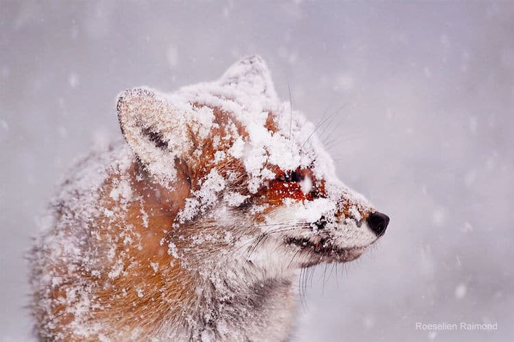 image zorros rojos Fotografa neerlandesa registra encantadoras imagenes de zorros rojos disfrutando del clima invernal 4