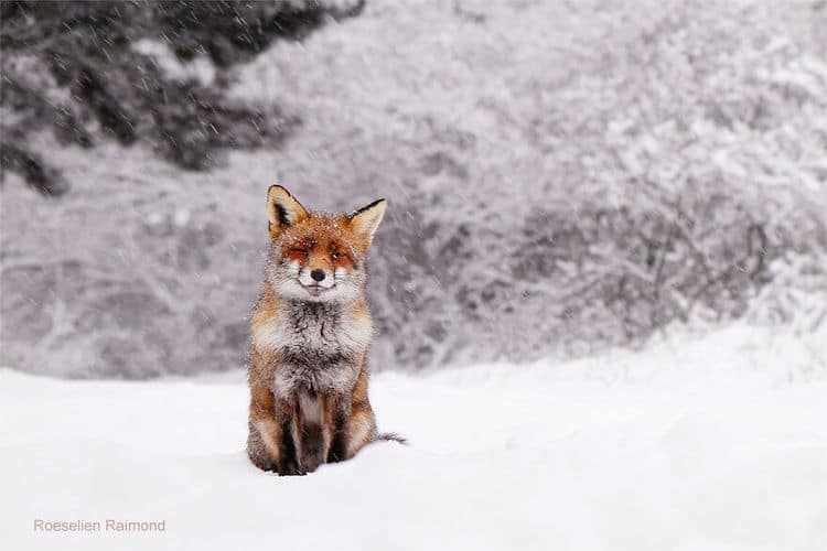 Fotógrafa neerlandesa registra encantadoras imágenes de zorros rojos disfrutando del clima invernal-5