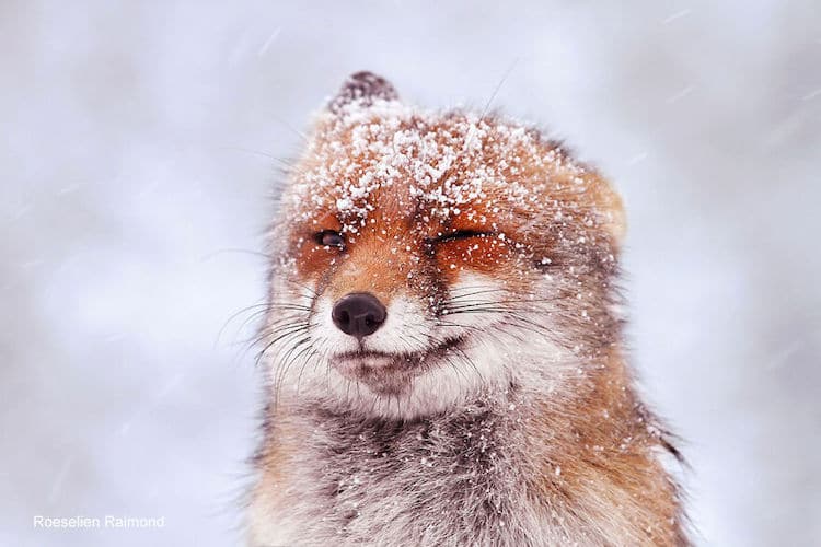 image zorros rojos Fotografa neerlandesa registra encantadoras imagenes de zorros rojos disfrutando del clima invernal 6