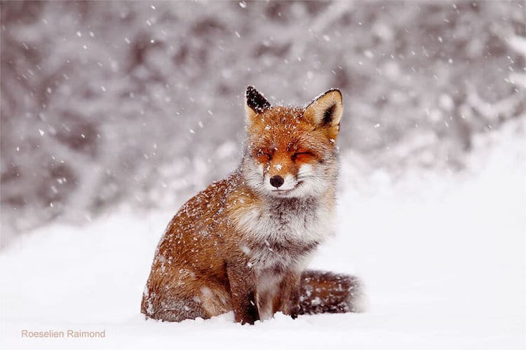 image zorros rojos Fotografa neerlandesa registra encantadoras imagenes de zorros rojos disfrutando del clima invernal 8