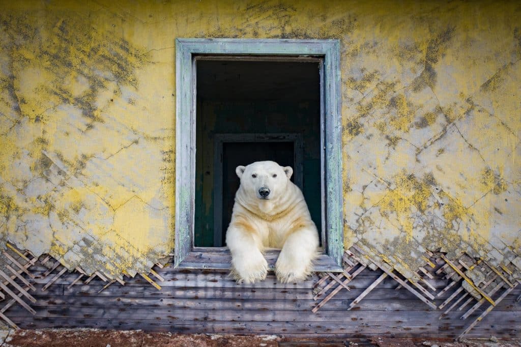 image osos polares Fotografo descubre una poblacion de osos polares viviendo en una isla abandonada en Rusia 1