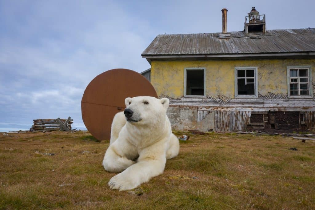 image osos polares Fotografo descubre una poblacion de osos polares viviendo en una isla abandonada en Rusia 2 1