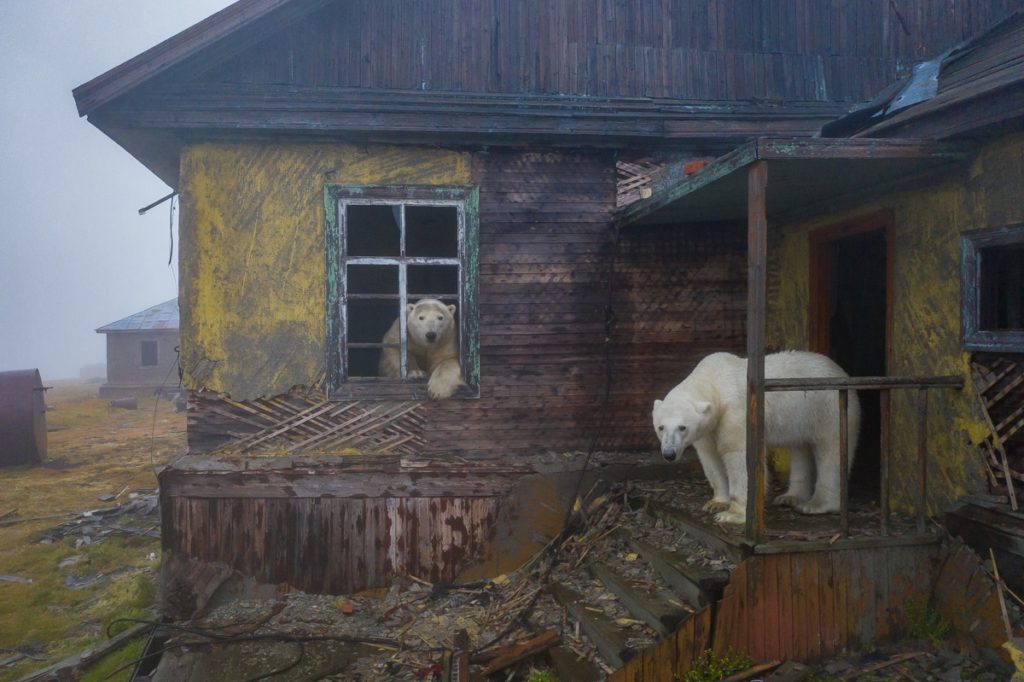 Fotógrafo descubre una población de osos polares viviendo en una isla abandonada en Rusia 