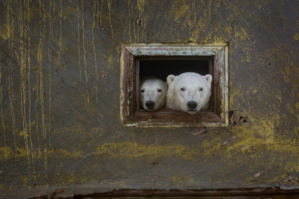 image osos polares Fotografo descubre una poblacion de osos polares viviendo en una isla abandonada en Rusia 4