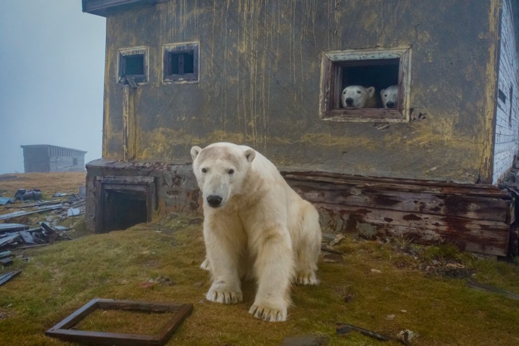 image osos polares Fotografo descubre una poblacion de osos polares viviendo en una isla abandonada en Rusia 5