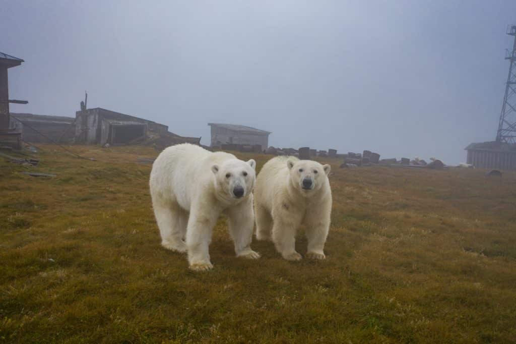 image osos polares Fotografo descubre una poblacion de osos polares viviendo en una isla abandonada en Rusia 6