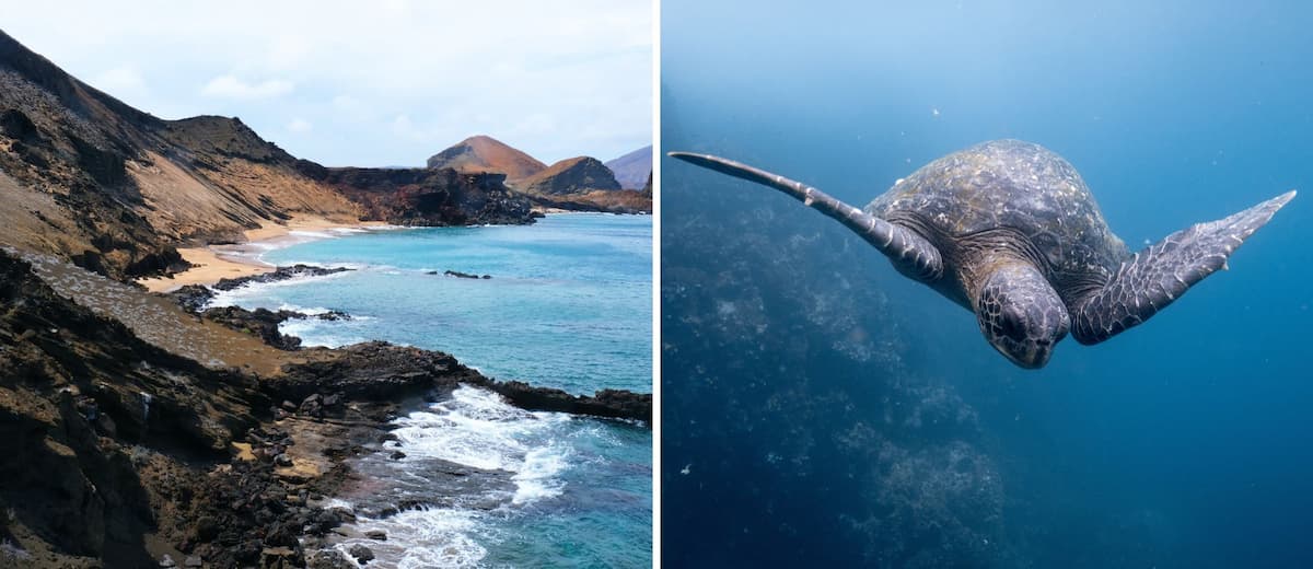 Costa Rica y Galápagos están trabajando en conjunto para crear un corredor submarino seguro para los peces