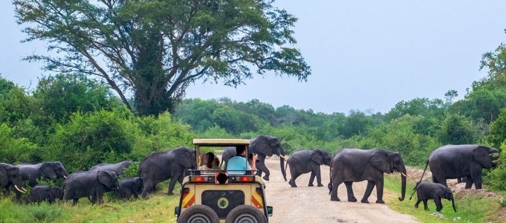 Game-Drive-in-Murchison-Falls-National-Park-e1574844589456-1018x450