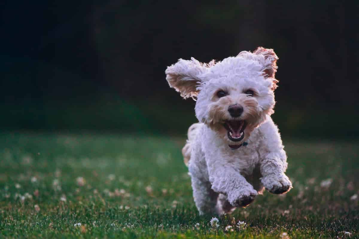 España: las mascotas ya son reconocidas como seres sintientes