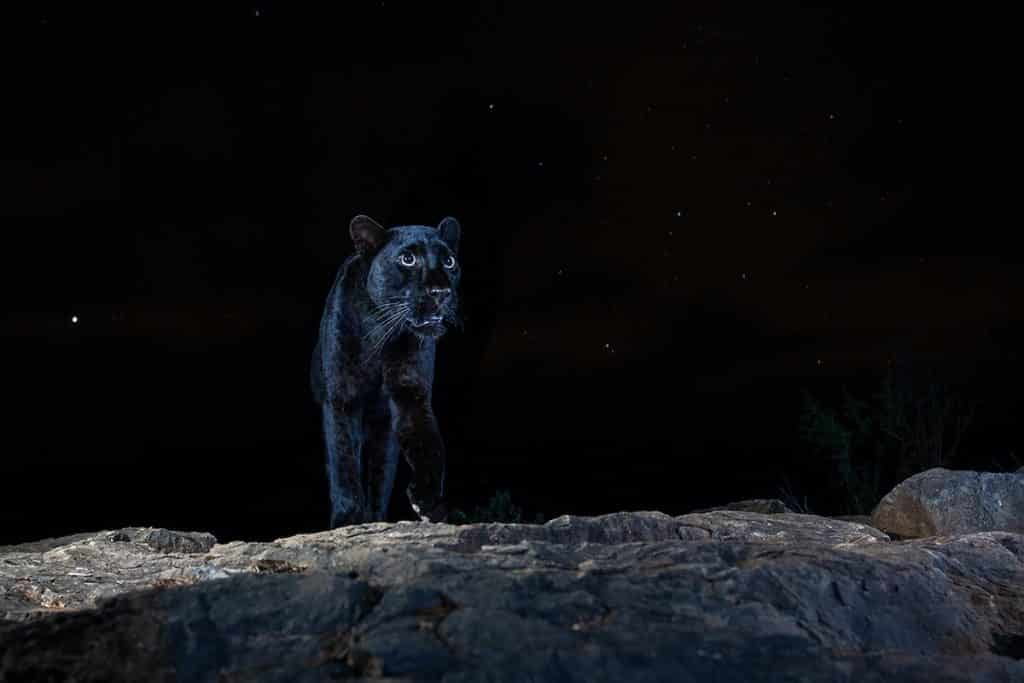 image Nature Photographer of the Year NPOTY photo contest 2021 black leopard william burrard lucas 3