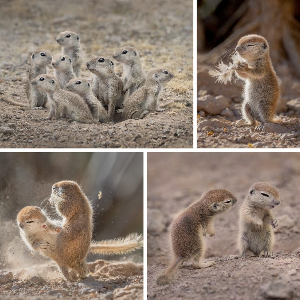 image Nature Photographer of the Year NPOTY photo contest 2021 emotional range lea lee inoue 9