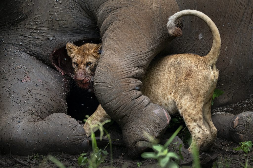 image Nature Photographer of the Year NPOTY photo contest 2021 last embrace roie galitz 17