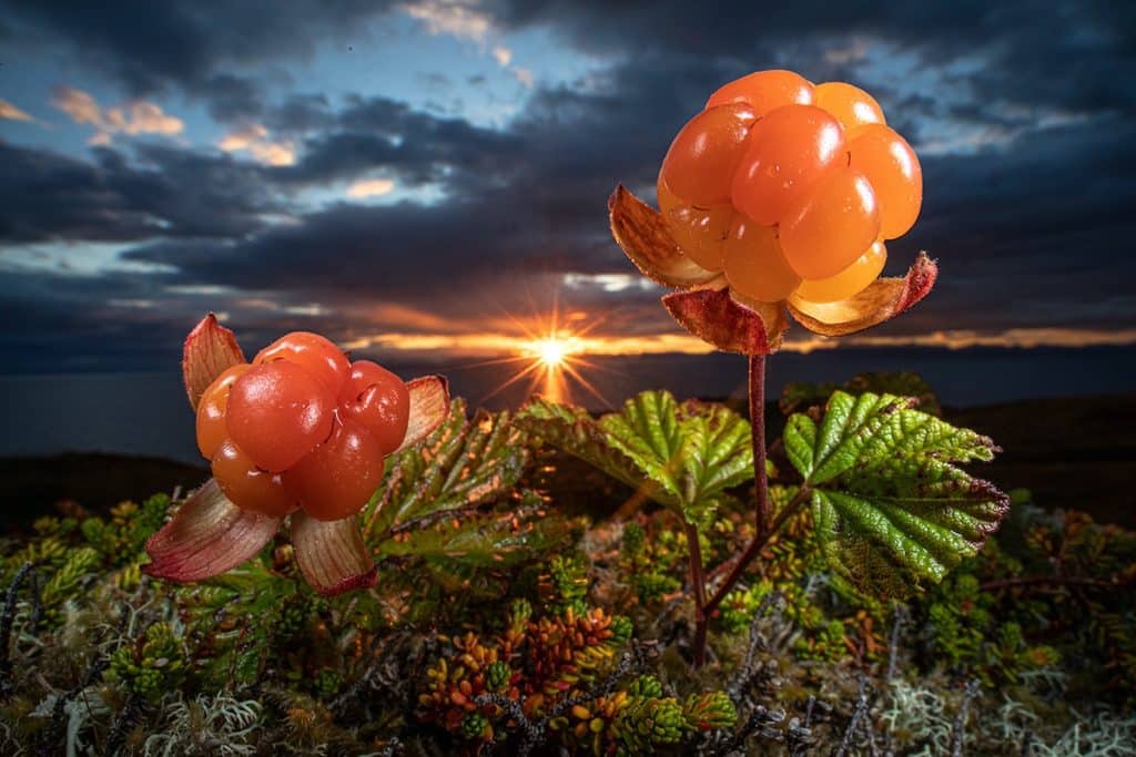 image Nature Photographer of the Year NPOTY photo contest 2021 natures eatable arctic gould audun rikardsen 21 1