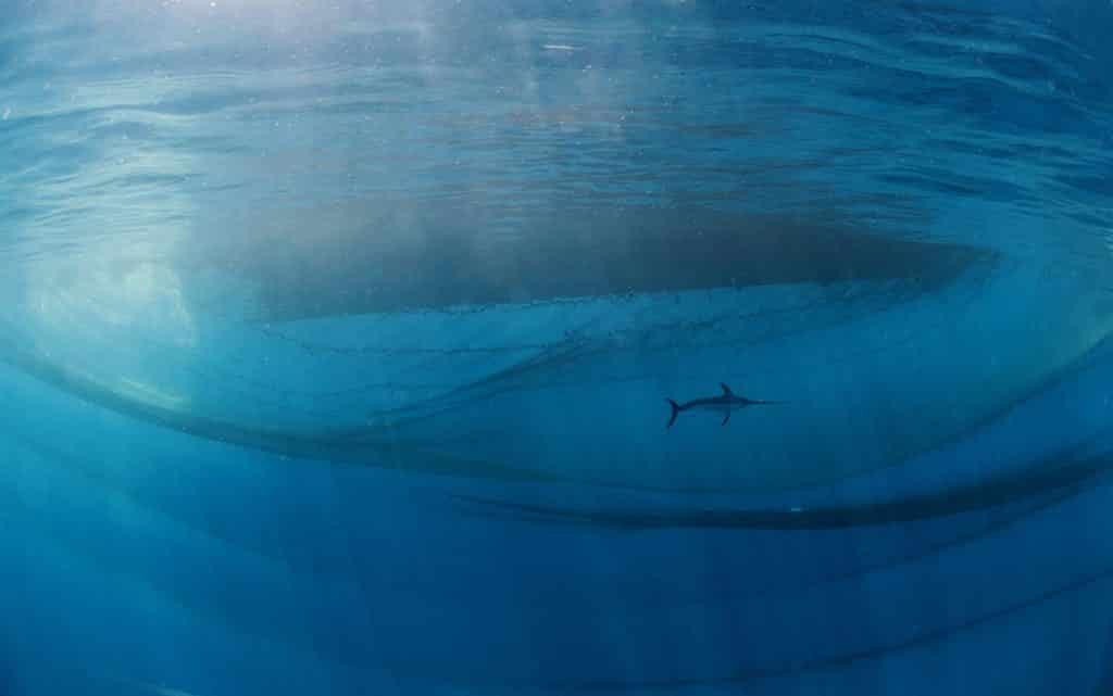 image Nature Photographer of the Year NPOTY photo contest 2021 the king of the ocean javi murcia 13