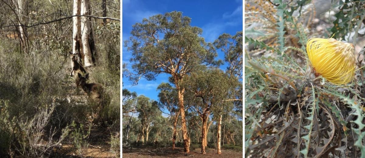 Australia cuenta con un nuevo parque nacional que busca proteger especies que se encuentran en peligro