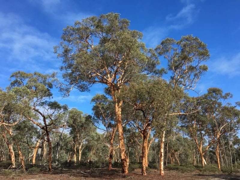 Nuevo parque nacional de Australia