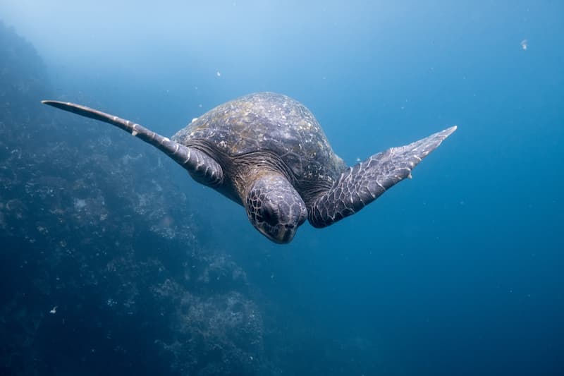 Tortuga Marina - corredor seguro en Galápagos