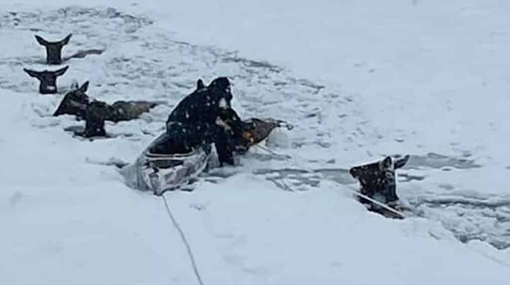 Varias familias pasaron la víspera de Navidad rescatando a 6 alces atrapados en un río helado