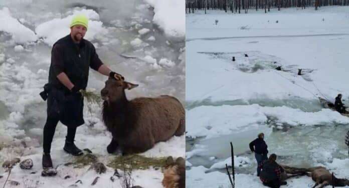 Varias familias pasaron la víspera de Navidad rescatando a 6 alces atrapados en un río helado