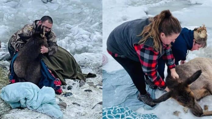 Varias familias pasaron la víspera de Navidad rescatando a 6 alces atrapados en un río helado