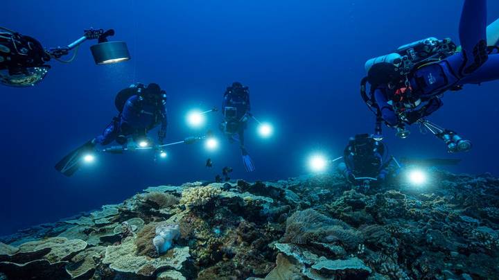 coral descubierto