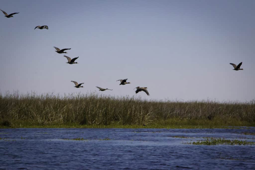 Esteros del Iberá es el sexto mejor destino turístico para visitar en 2022 según The New York Times