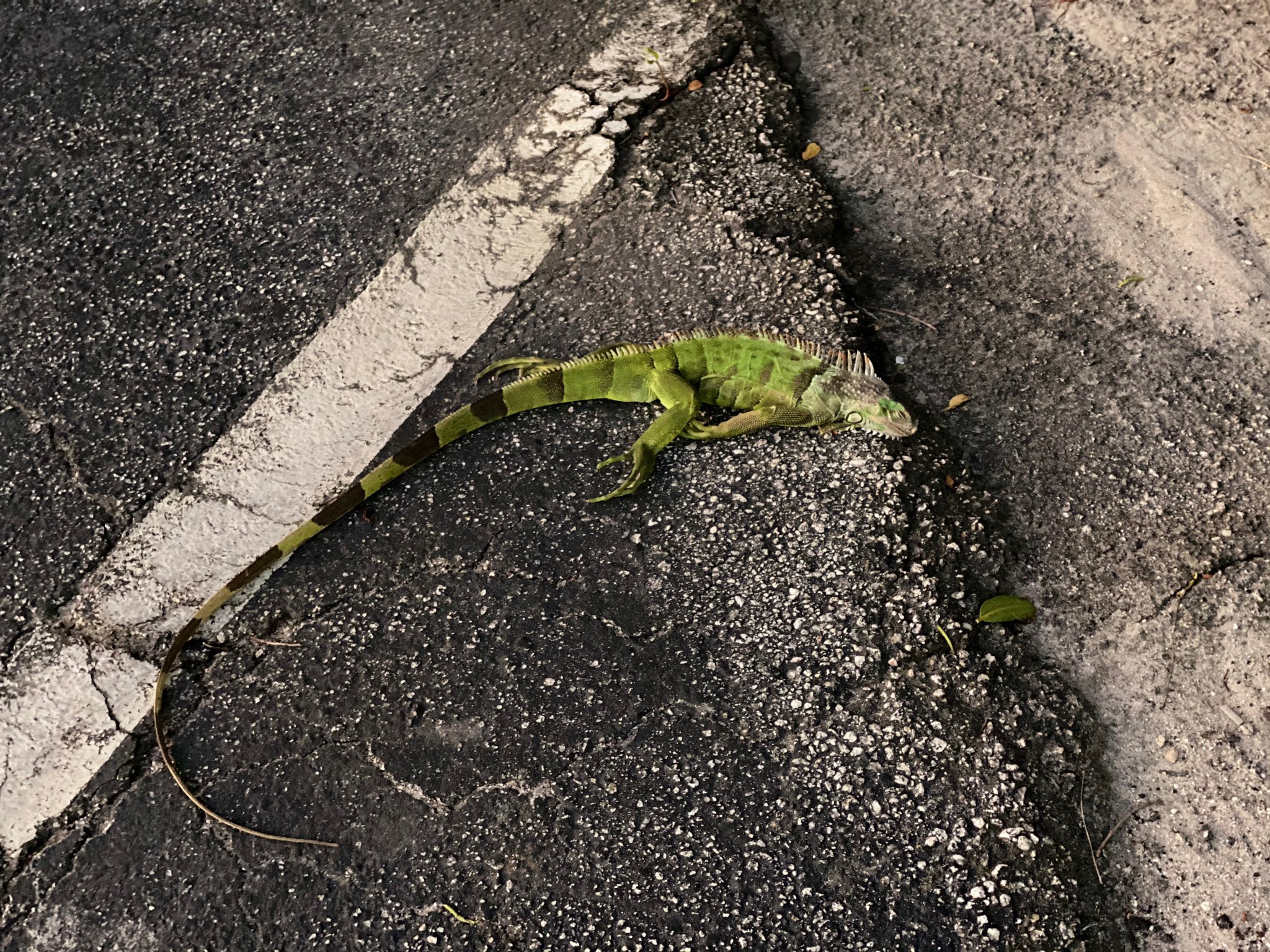 florida-lluvia-de-iguanas-1