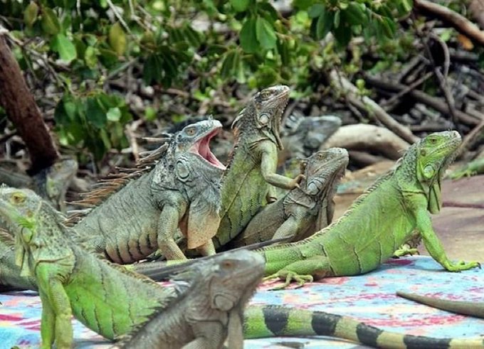 Florida emitió un insólito alerta meteorológico por posible lluvia de iguanas