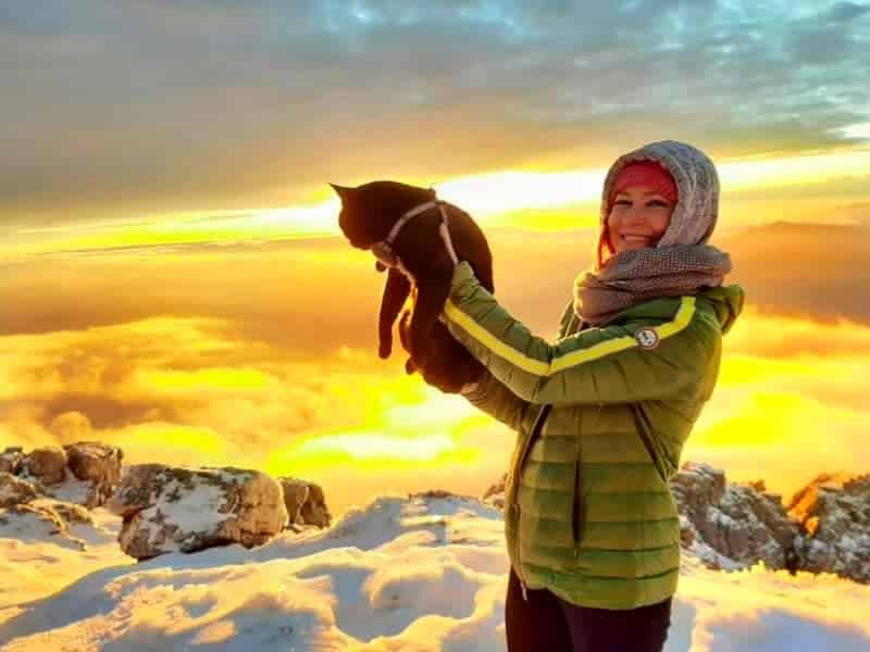 gato viajero atardecer