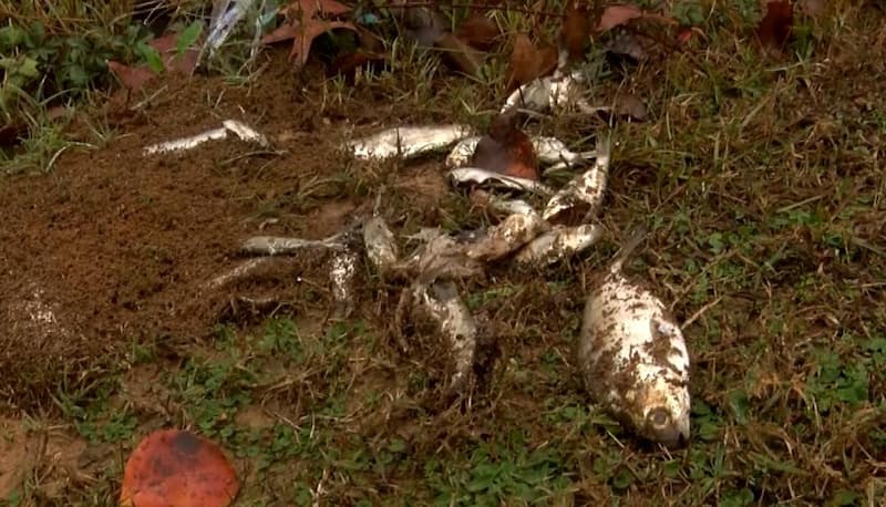 lluvia de peces en Texas 