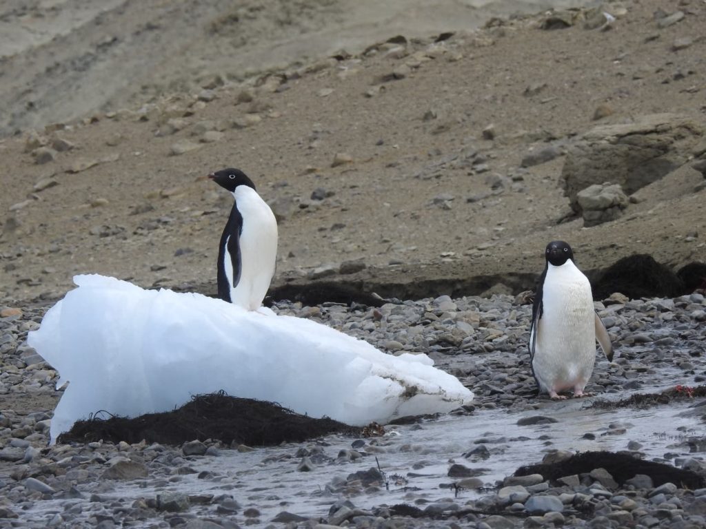 image trabajar en la Antártida pinguinos 1