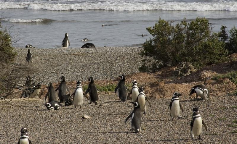 image visitar Argentina punta tombo