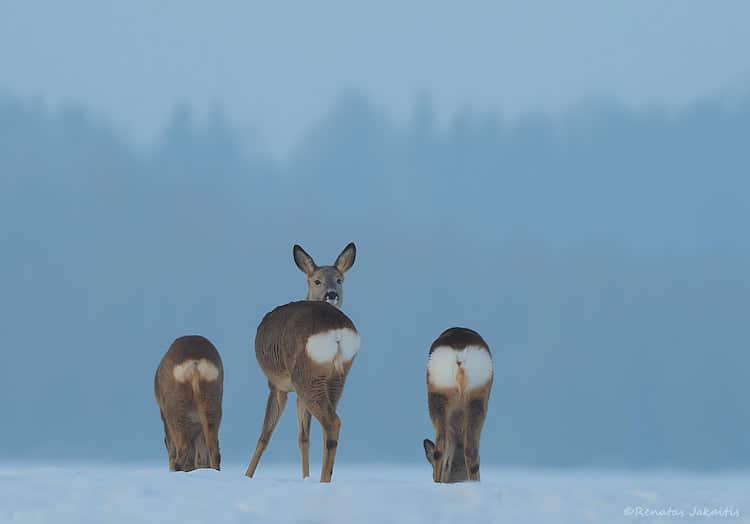 image ciervo renatas jakaitis wildlife ciervo tres cabezas