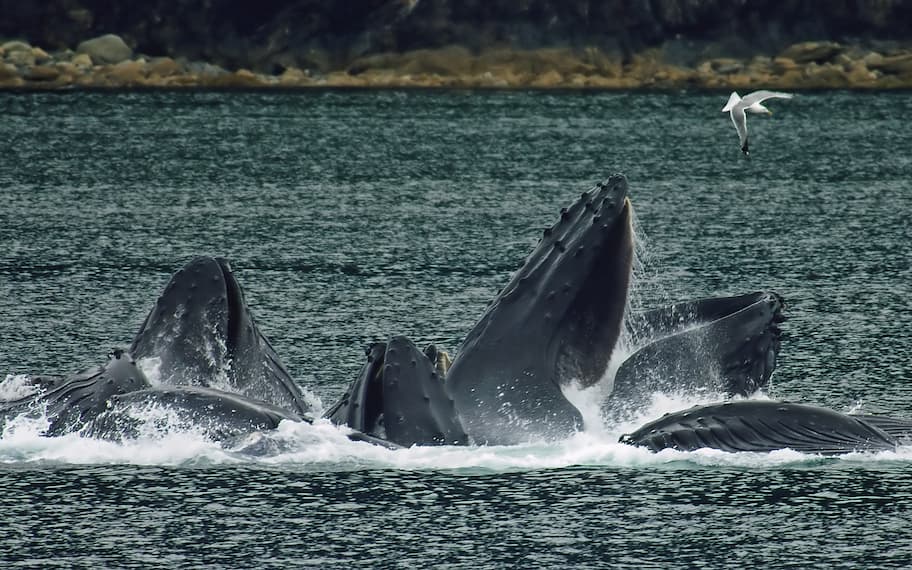 ritual de las ballenas jorobadas