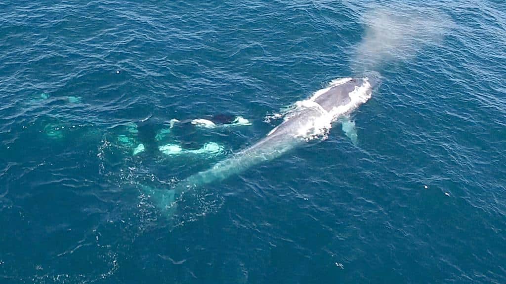 170525-killer-whales-charge-blue-whale-vin-spd_1024x576_953464899906