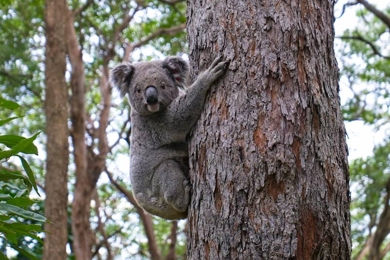 Australia - Koalas en peligro de extinción