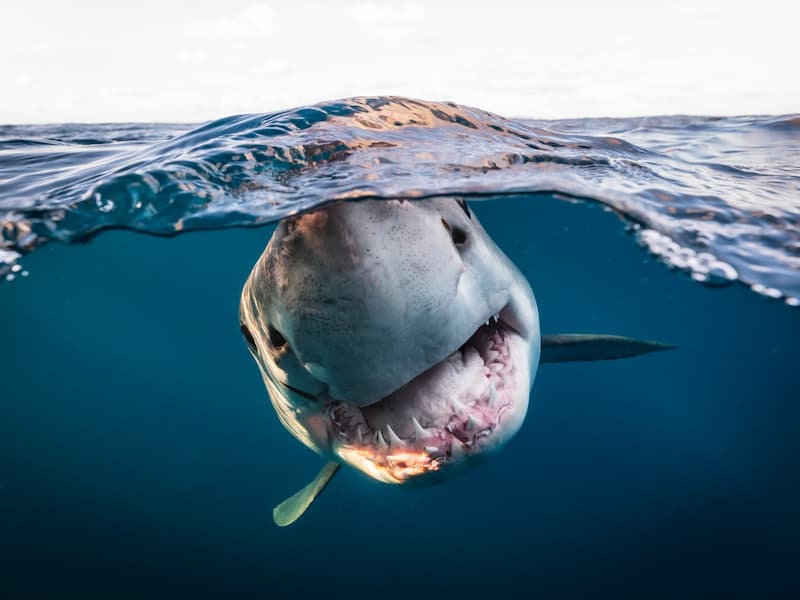 Concurso de Fotografía Submarina - Tiburón Blanco 