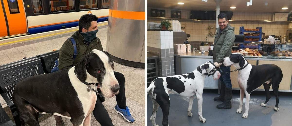 Diego, el perro más grande de Londres, suele ser confundido con una vaca mientras recorre la ciudad