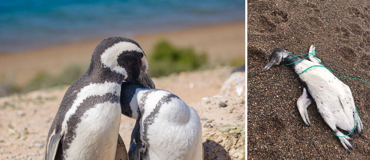 Aparecieron pingüinos muertos en las costas de Chubut con signos de ahorcamiento