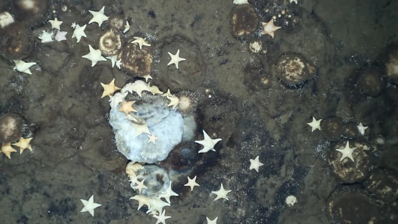 Esponja de mar cubierta de estrellas de mar