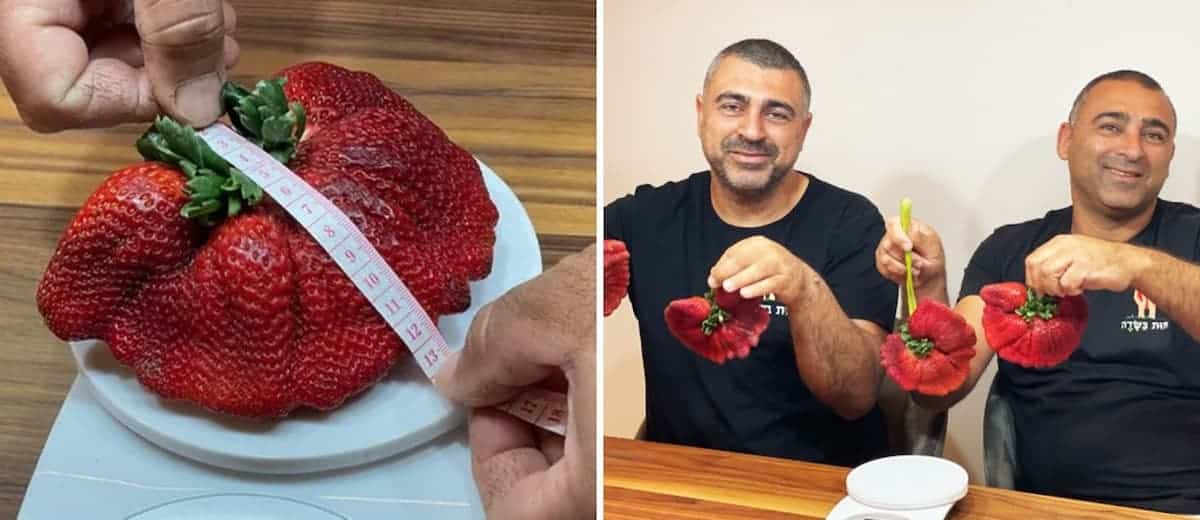 La nueva frutilla más pesada del mundo fue encontrada en Israel y pesa casi 300 gramos