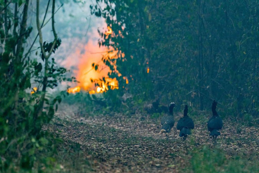 image humedales Incendios Ibera Yerbalito Matias Rebak Fundacion Rewilding Argentina 35 1