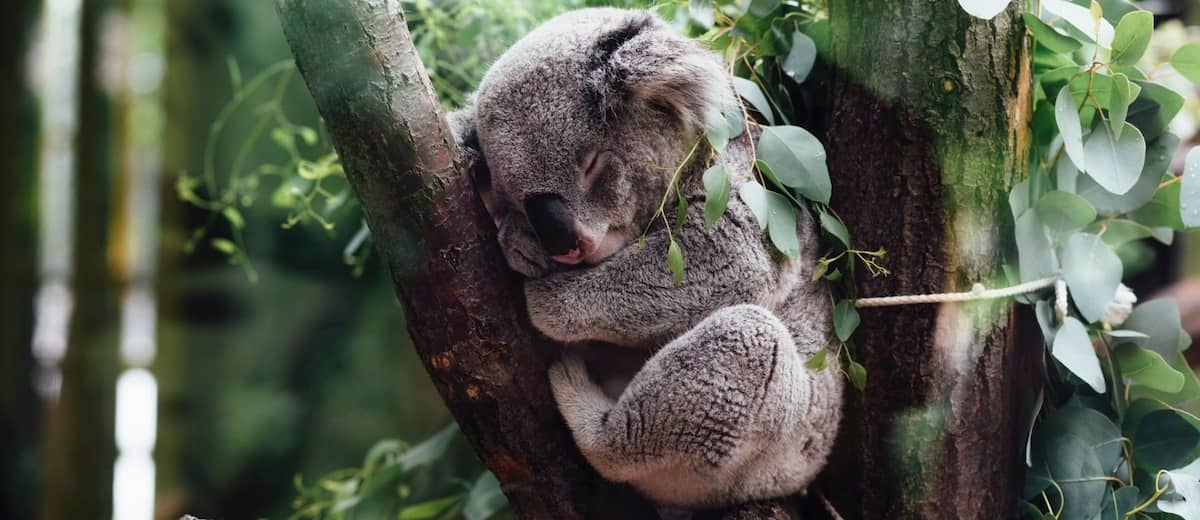 Australia incorpora a los koalas en la lista de especies en peligro de extinción