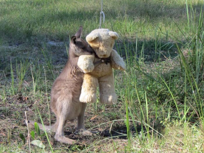 image Orphaned Baby Kangaroo Hugs His Teddy Bear And Treats It As A Companion 01 1