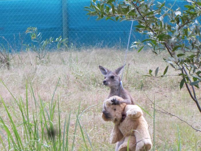 image Orphaned Baby Kangaroo Hugs His Teddy Bear And Treats It As A Companion 02 1