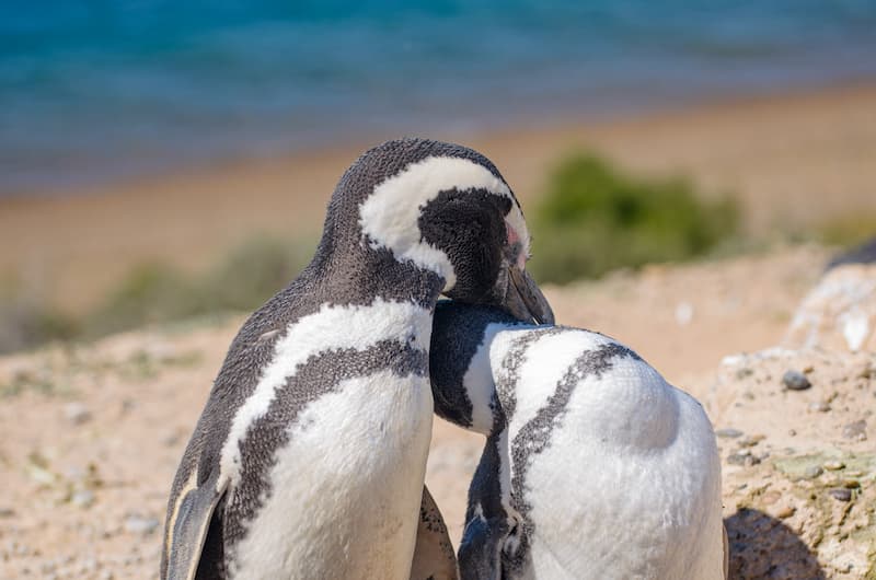 Pingüinos Chubut